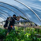 Un estudio del ibs.GRANADA analiza el impacto de la exposición a pesticidas en agricultores